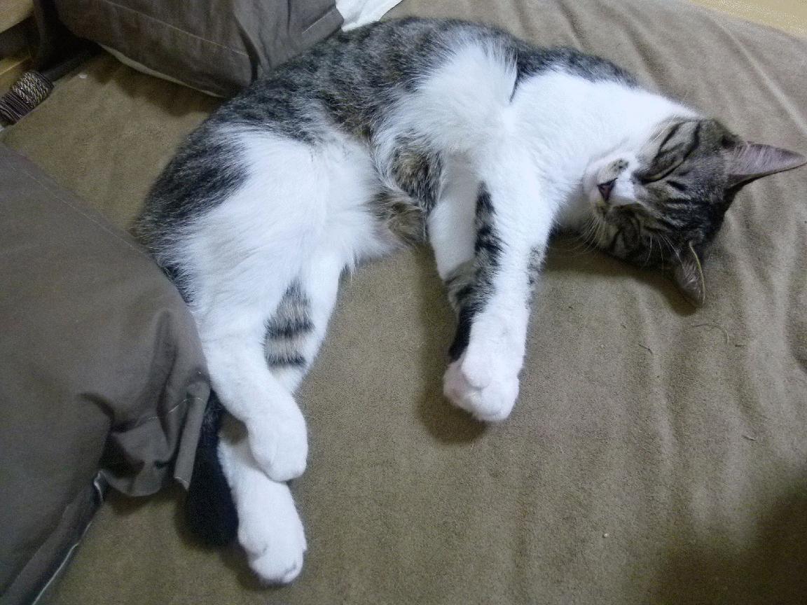 【大谷翔平闪耀赛场】双向球员大谷翔平助队取胜，大谷翔平很有钱吗