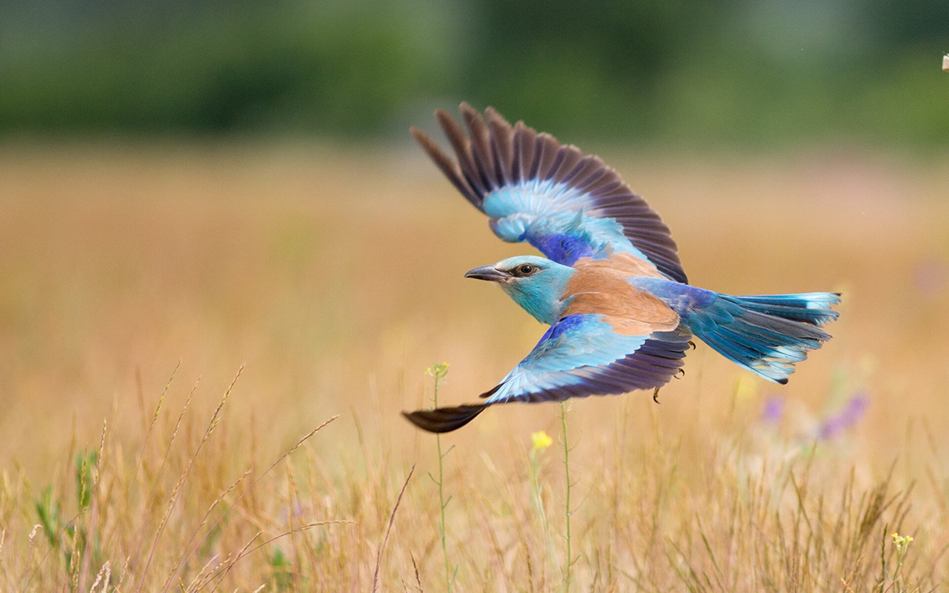 意甲新战术发力,个别球员突出表现赢得喝彩,意甲新赛季前瞻