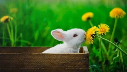 九游jiuyou-复健神技能：快准稳助球员快速恢复，复健运动怎么做