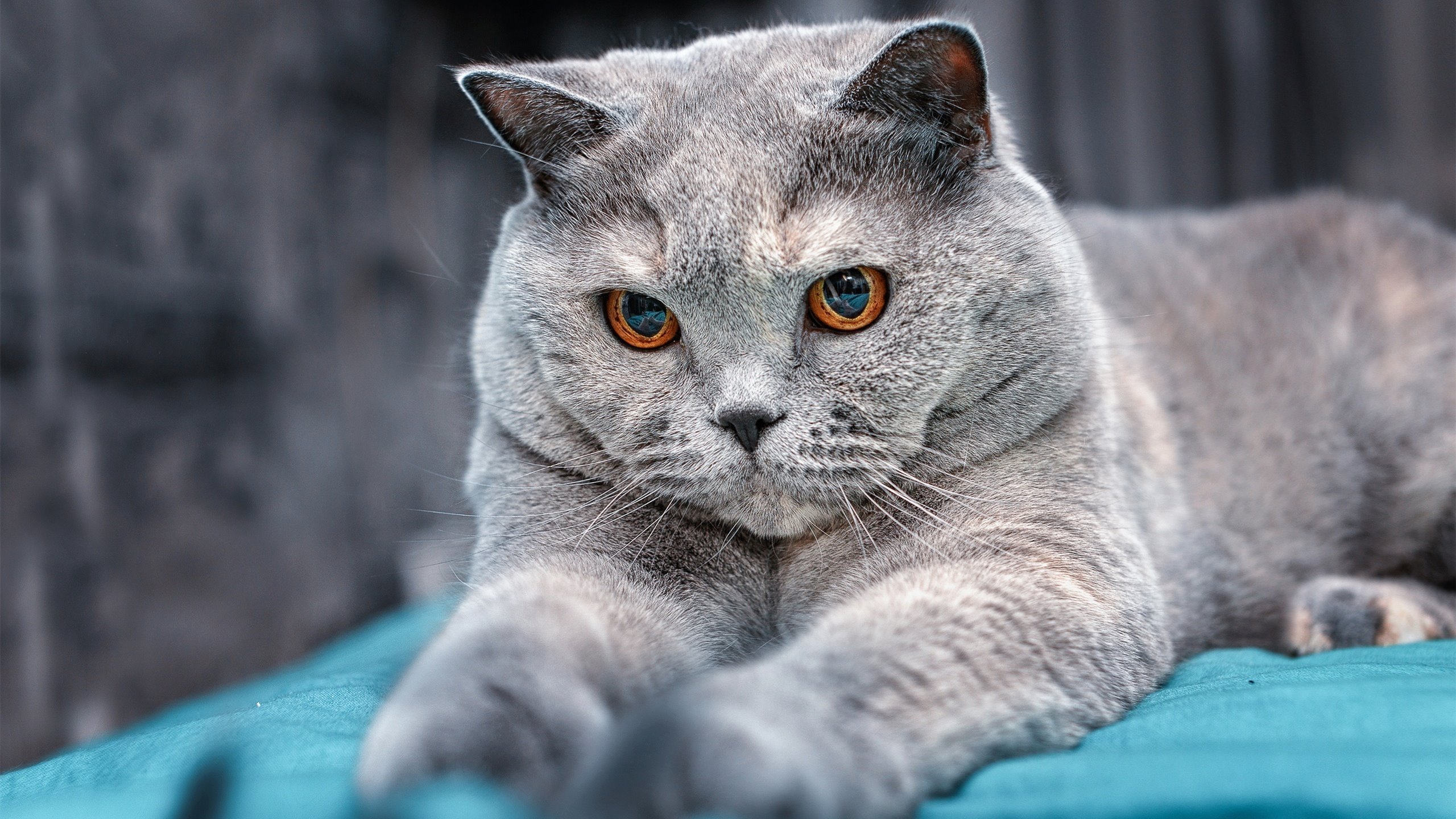 九游游戏中心下载-WRC赛前热身：车手们的赛前准备工作，赛车手比赛前应该做什么